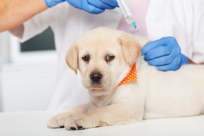 Your Guide to Puppy Vaccination Schedule