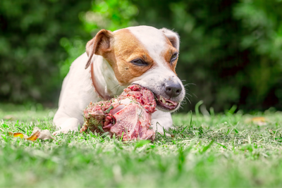 The Raw Truth About the Raw Diet for Dogs