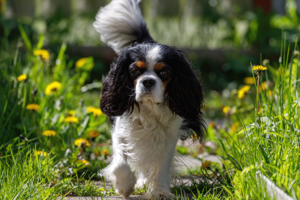 How to make your dog smell good without a bath