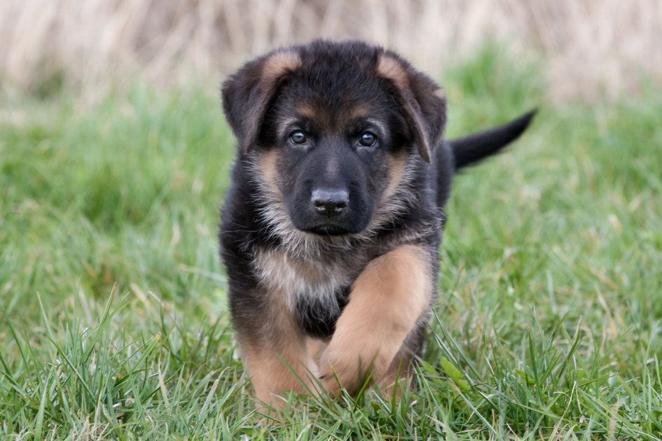 When Do Puppies Start Walking? Your Guide to Puppy Milestones – Give A ...