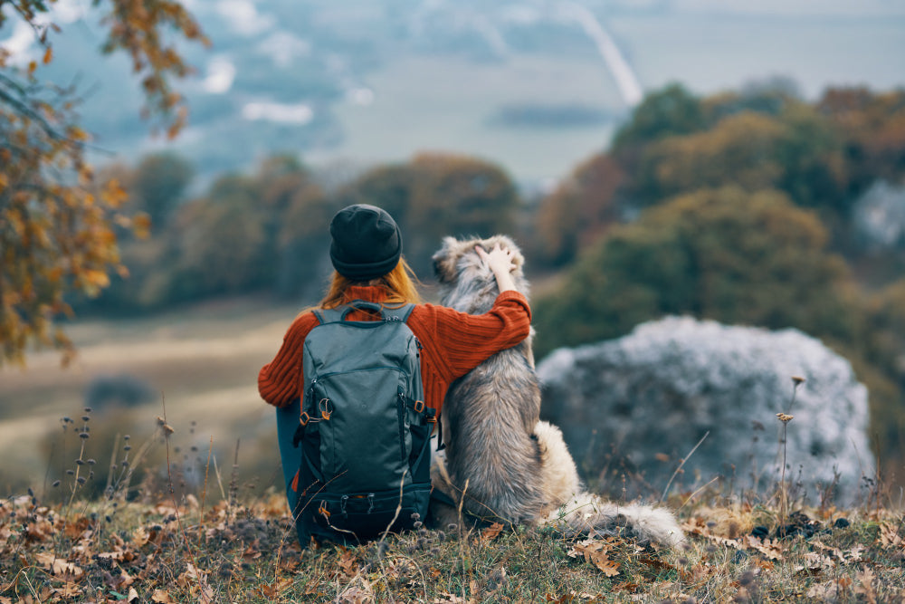 Holidays With Dogs: 8 Tips For A Dog-Friendly Holiday