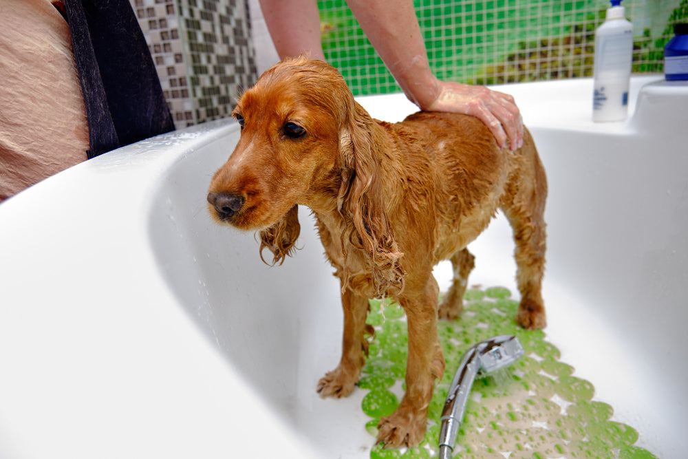 Can You Use Epsom Salt On Dogs?