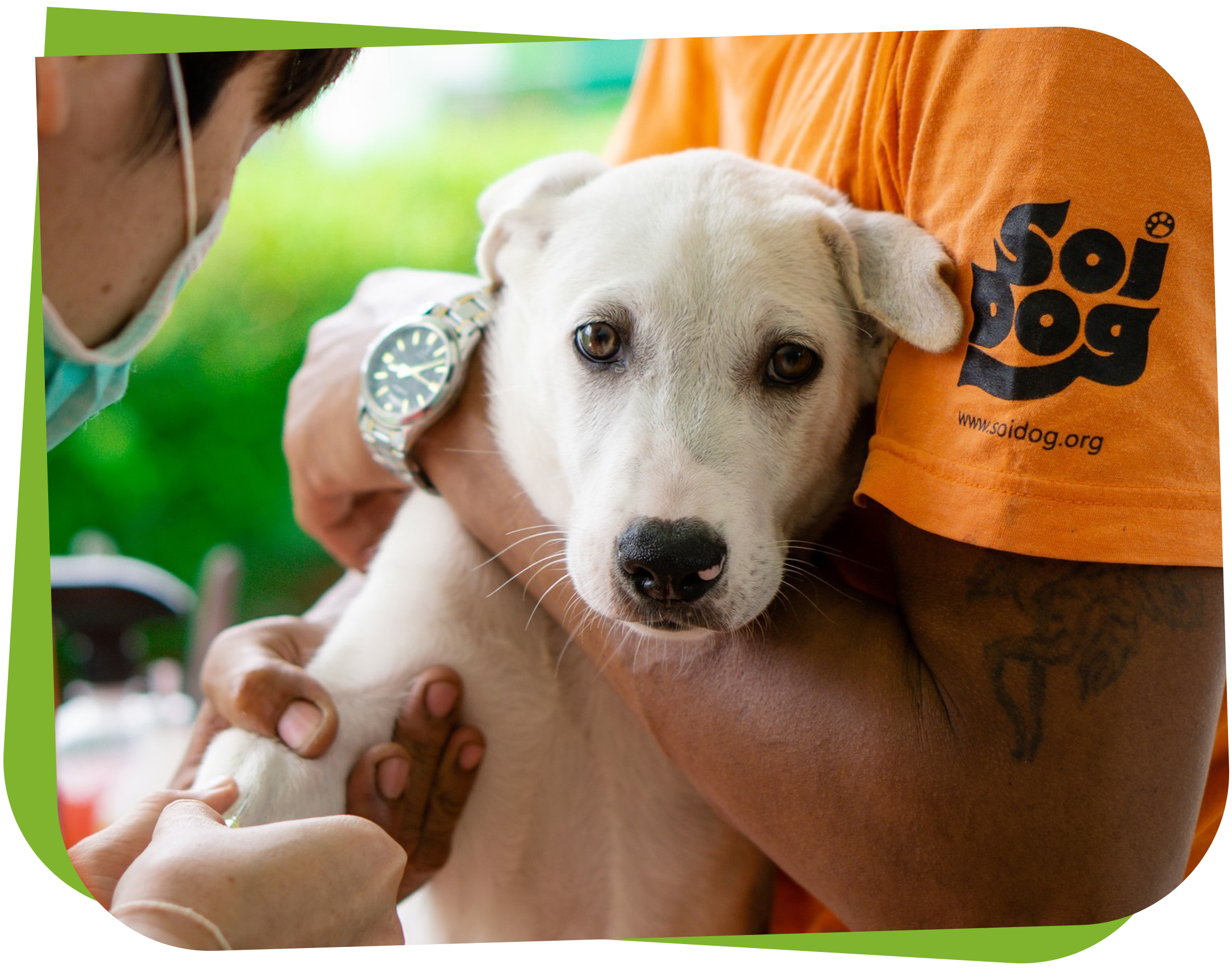 Soi-Dog.png
